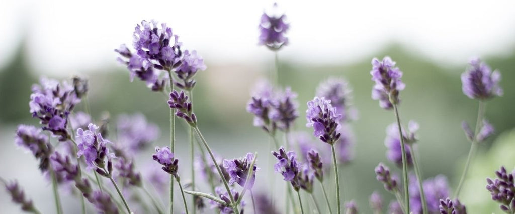 Lavender Oil: Uses and Benefits - Penny Brohn Shop